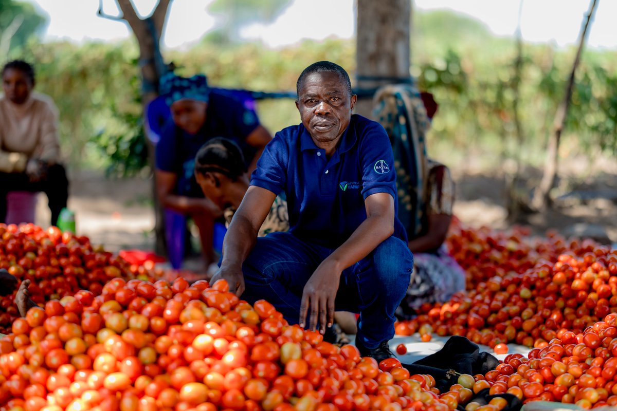 Diop_IFC's tweet image. Smallholder farmers feed the world and employ millions, yet many still lack access to finance, markets, and technology. Through #AgriConnect, the @WorldBank Group is helping farmers like Cliford Magoti in Tanzania build thriving agribusinesses.

🎧 Hear how in the latest…