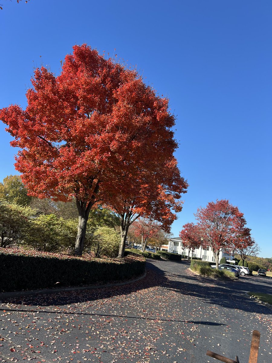 riverridgegolf's tweet photo. Beautiful fall day at River Ridge. These 30 year old Red Maple ‘Autumn Blaze’ are showing off https://t.co/38UGmWaEvR