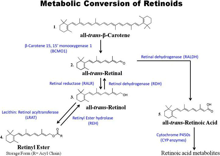 Retinoids คืออะไร? 

ถ้าพูดถึงสารลดริ้วรอยที่มี “หลักฐานวิทยาศาสตร์แน่นที่สุด” 
ชื่อแรกที่ขึ้นมาคือ “Retinoids” กลุ่มอนุพันธ์ของ Vitamin A ที่แพทย์ผิวหนังทั่วโลกยอมรับ 

เพราะจากงานวิจัยจำนวนมาก 
ยืนยันว่า Retinoids สามารถ “เปลี่ยนสภาพผิวที่ผ่านกาลเวลา” ได้จริง 
✅ ลด fine lines