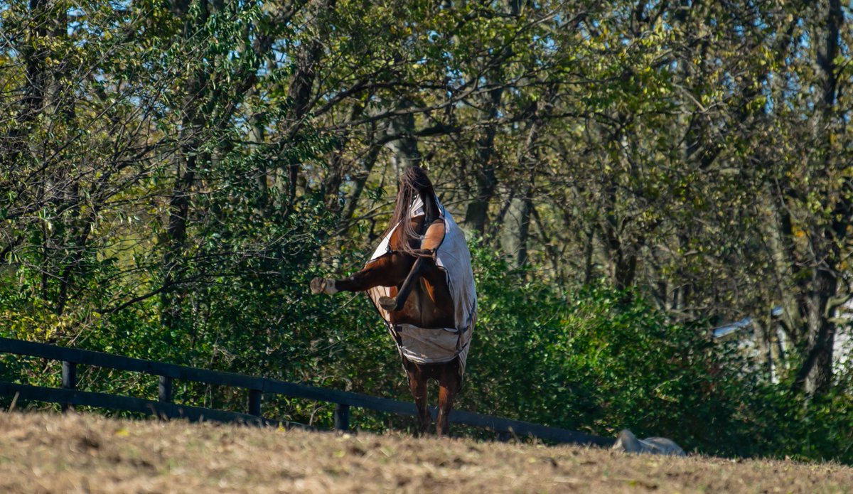 Oldfriendsfarm's tweet image. Bold and Bossy is the winner of our Fall FundRacer with $1,690 raised! Game On Dude came in second with $737.28 &amp;amp; I'll Have Another rounded them out with $685.

After literally showing the boys her heels when she was told she won, she told us "Was it really ever in doubt?"