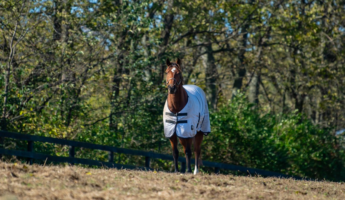 Oldfriendsfarm's tweet image. Bold and Bossy is the winner of our Fall FundRacer with $1,690 raised! Game On Dude came in second with $737.28 &amp;amp; I'll Have Another rounded them out with $685.

After literally showing the boys her heels when she was told she won, she told us "Was it really ever in doubt?"