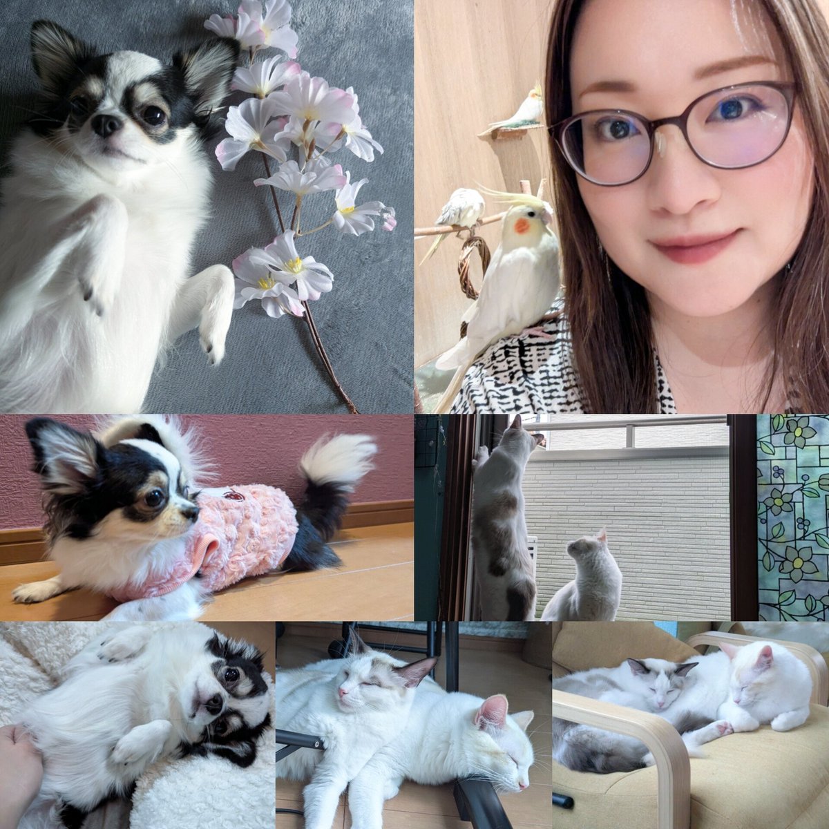 小林杏里（Anri Kobayashi） tweet media
