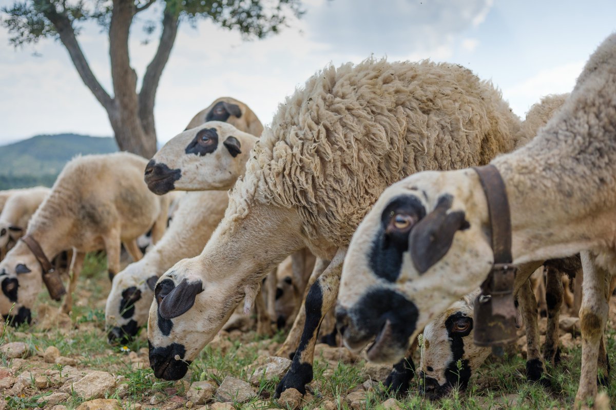 Auténticas especialistas en el aprovechamiento de los recursos del entorno.

Conservan los paisajes, previenen incendios y mantienen la biodiversidad.