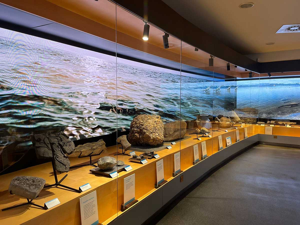 🦕De “La Costa de los Dinosaurios” al MUJA. Recorre en una visita guiada de corta duración la sala del Jurásico Asturiano para conocer los fósiles más destacados de nuestra colección

🗓️El 8, 9, 15 y 16 de noviembre a las 13h en la #SemanaDeLaCiencia

👉 tinyurl.com/2d296ot4