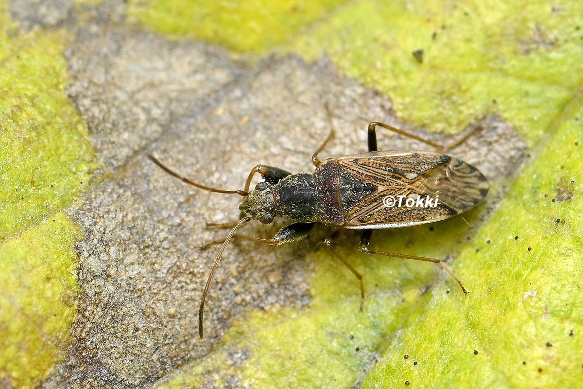 Tokki (@Tokki47199678) / Posts / X