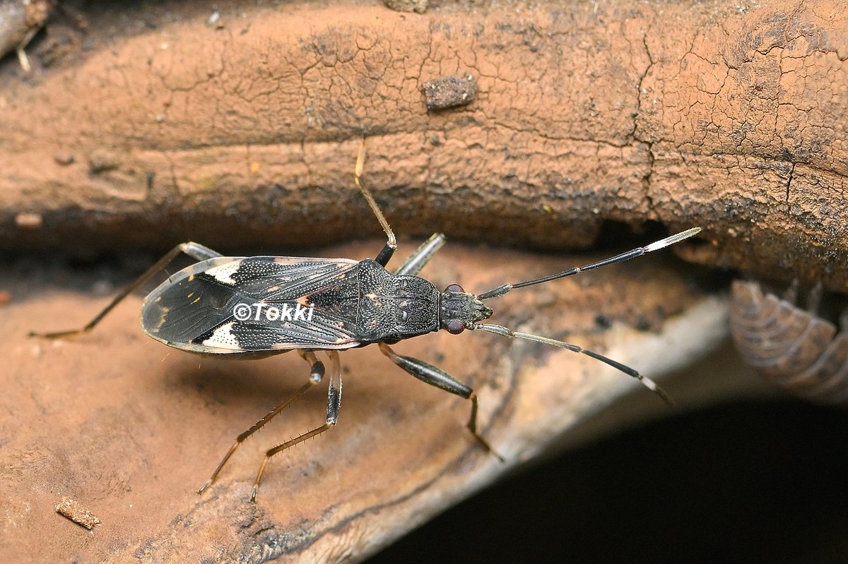 Tokki (@Tokki47199678) / Posts / X