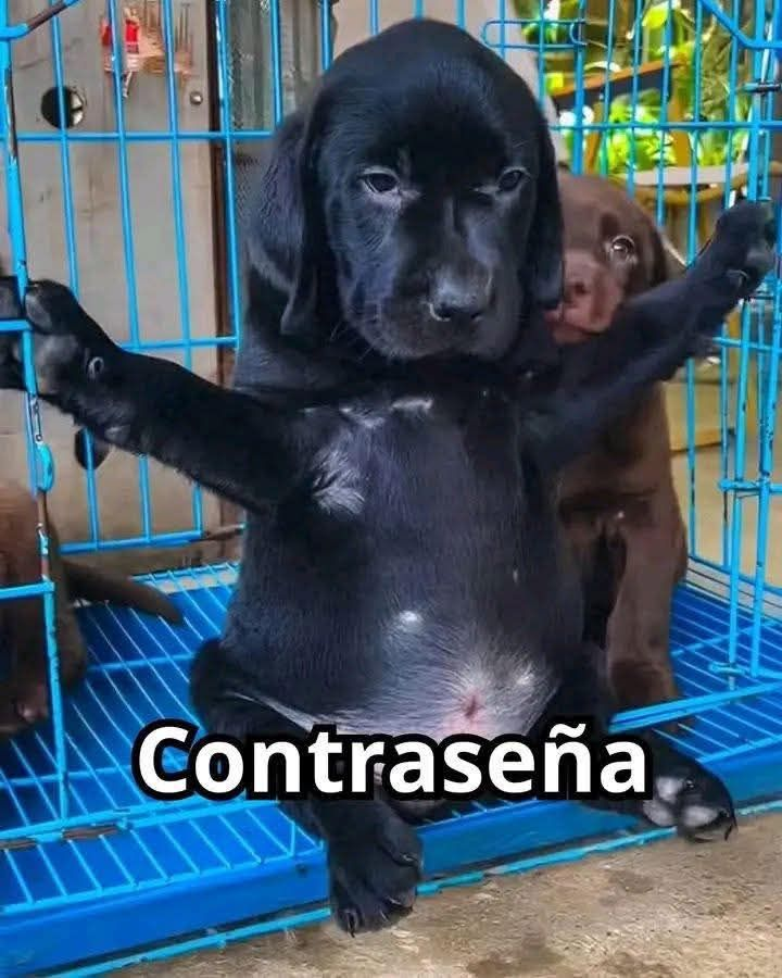 MexicoMagico's tweet photo. El patrón llegando bien emptado al jale

Yo: https://t.co/bIlwZsFcRl