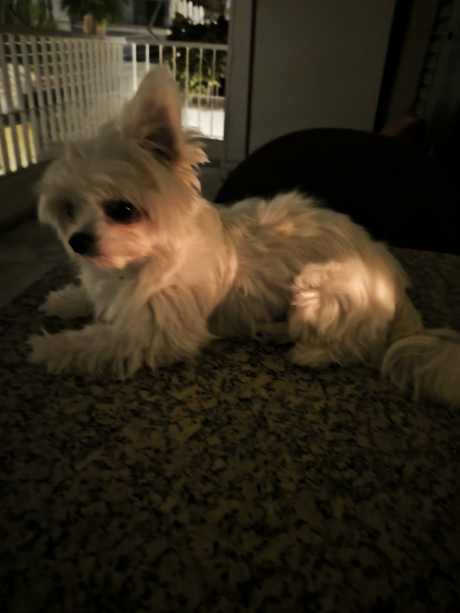 ArapakisSotiris's tweet photo. 🐶🕯️ https://t.co/vL3oZkMZ11