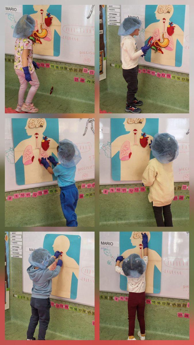 Los niños de 4 años han realizado un taller del Cuerpo Humano. En esta ocasión una de las mamás Bea, que es enfermera, nos ha enseñado los órganos internos, su función y colocación. También nos ha mostrado el latido de nuestro corazón. Ha sido muy divertido 😍
#educacyl