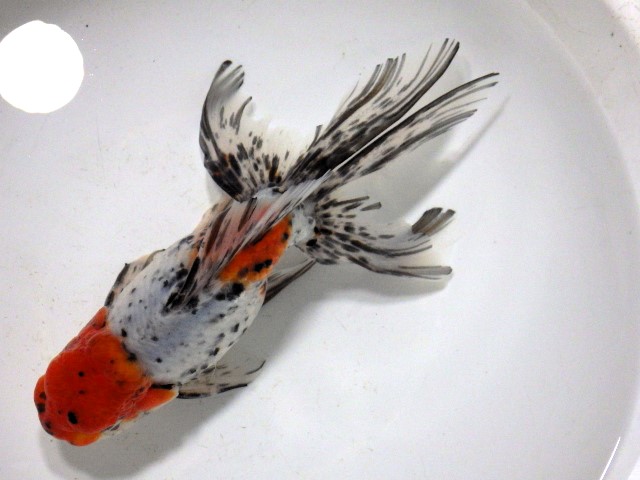 五色竜眼東錦(浜松 二橋養魚場産) ・17・101・オス 17.5cm