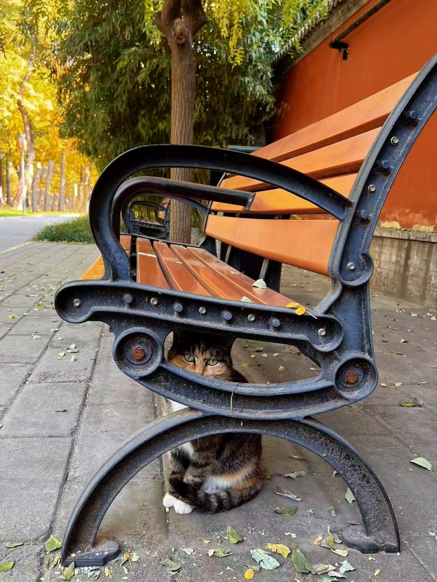 yol11492302's tweet photo. Undercover agent on park bench duty ๐ผ Spotted this cool cat with perfect white gloves! #CatOfTheDay #ParkCat https://t.co/Zs88dvMRF7
