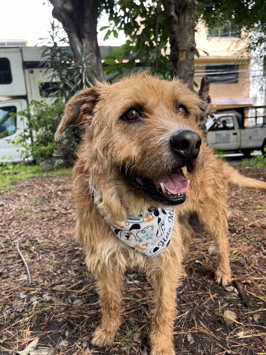 Ya que nadie quiere adoptar a nuestra querida Bimba 😔…
le podrían ayudar por favor a pagar su pensión y croquetas? 🥺

Necesita 25 padrinos de $100 pesos para pagar todo.🙏🏼