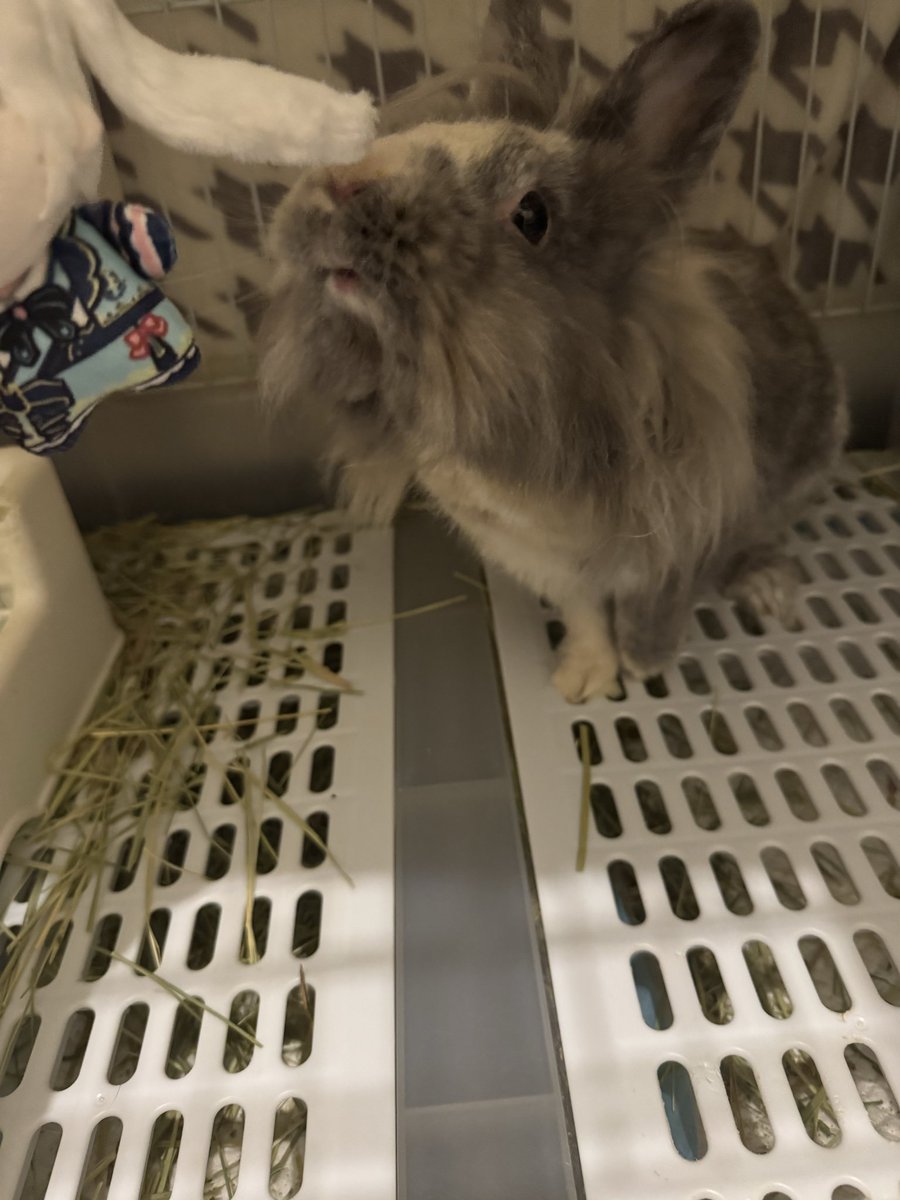 比公仔們三代同堂的概念（？
一口比太得意 要物色個可愛痛袋裝住！
然後毛毛係咁追住一口比既頭髮黎聞😮‍💨
<a href="/akiyumeee/">ゆめあき🍁@可愛い理由🎀</a> 就同標標影得好和諧🥺

#有色芝士
#人人有比