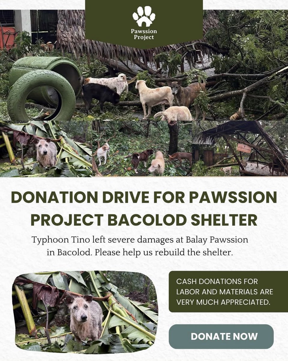 BiniSheenaOFC's tweet photo. Hello, Shinies! 💜

Following the recent Typhoon Tino, which has heavily affected @pawssionproject’s Bacolod shelter, Team Sheena has donated ₱5,000 to help with their rebuilding efforts 🐾

Together with Sheena, we had the chance to visit their Bulacan shelter last July for the third year of MiSHEEn PAWSsible. Seeing their dedication firsthand makes this cause even closer to our hearts 🫂

This donation was made possible through funds raised from our Tenacia Merch sales and remaining funds from previous events. Thank you for your continued love and support to the team, as you make acts like this possible 🙏🏼

If you have the means, please consider donating as well 🥹 The rescues and the @pawssionproject Team would truly appreciate your help. 

For tracking purposes, kindly send a copy of your donation to donations@pawssionproject.org.

Sending prayers for everyone’s safety 🙏🏼