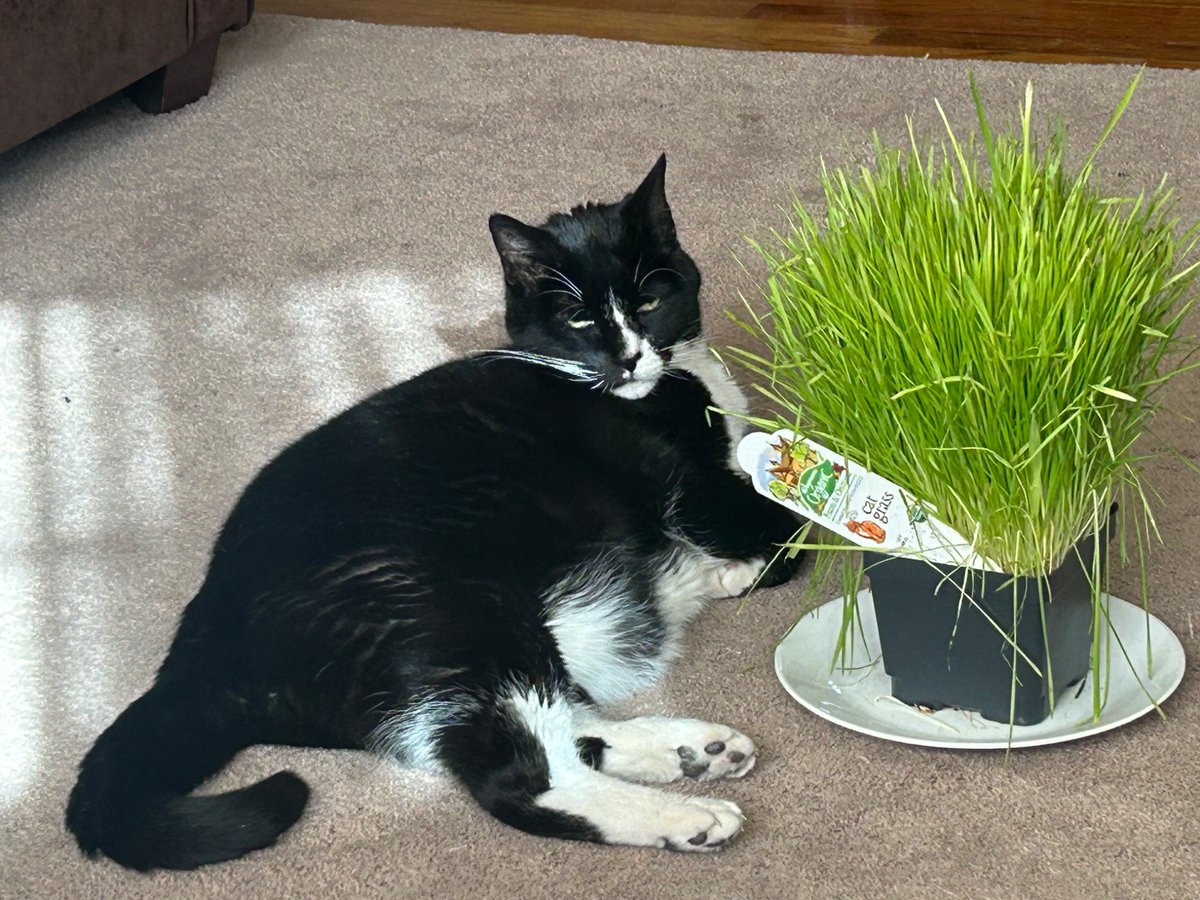 This guy loves his cat grass!