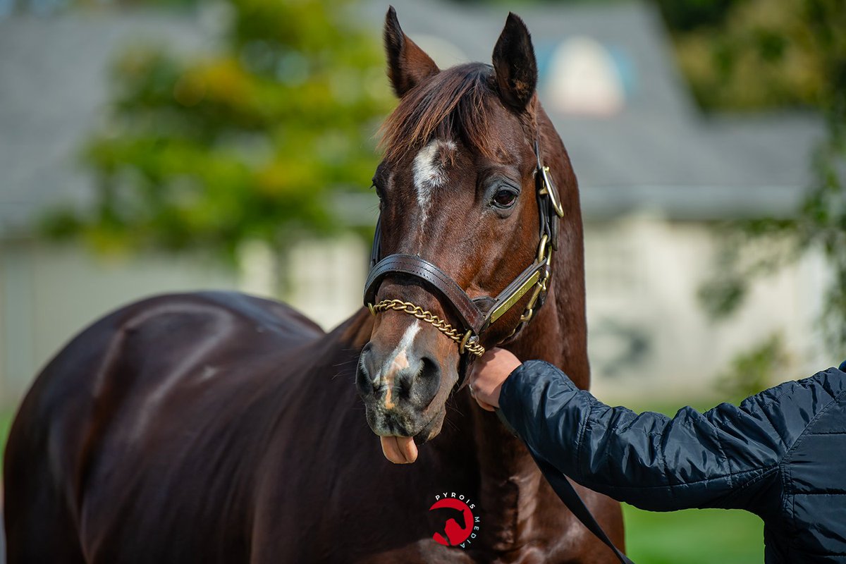PyroisMedia's tweet image. One of the first stallions I helped market in my career back when I was an intern for @JenRoytz was Sky Mesa so they brought him out so I could say "hi". He's still as spunky as ever in full retirement (he was just pensioned) and looks a whole lot like his granddaddy.