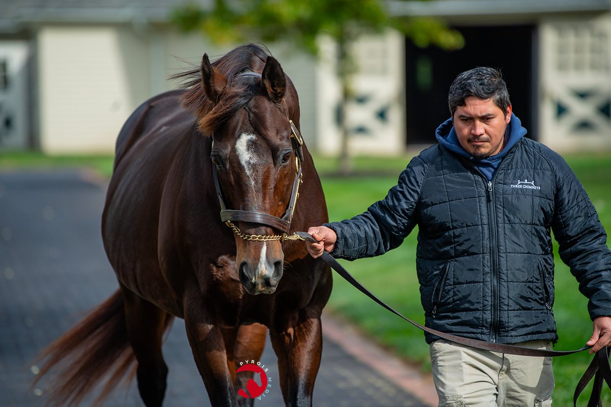 PyroisMedia's tweet image. One of the first stallions I helped market in my career back when I was an intern for @JenRoytz was Sky Mesa so they brought him out so I could say "hi". He's still as spunky as ever in full retirement (he was just pensioned) and looks a whole lot like his granddaddy.