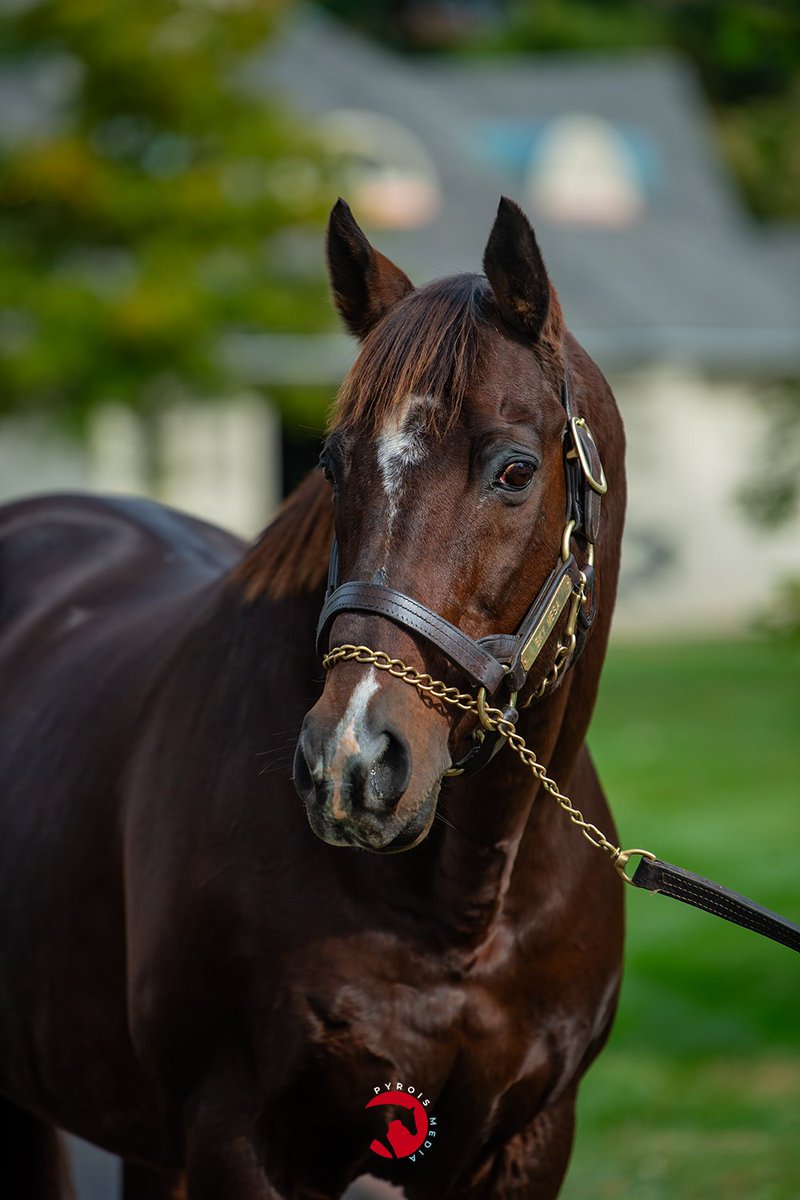 PyroisMedia's tweet image. One of the first stallions I helped market in my career back when I was an intern for @JenRoytz was Sky Mesa so they brought him out so I could say "hi". He's still as spunky as ever in full retirement (he was just pensioned) and looks a whole lot like his granddaddy.
