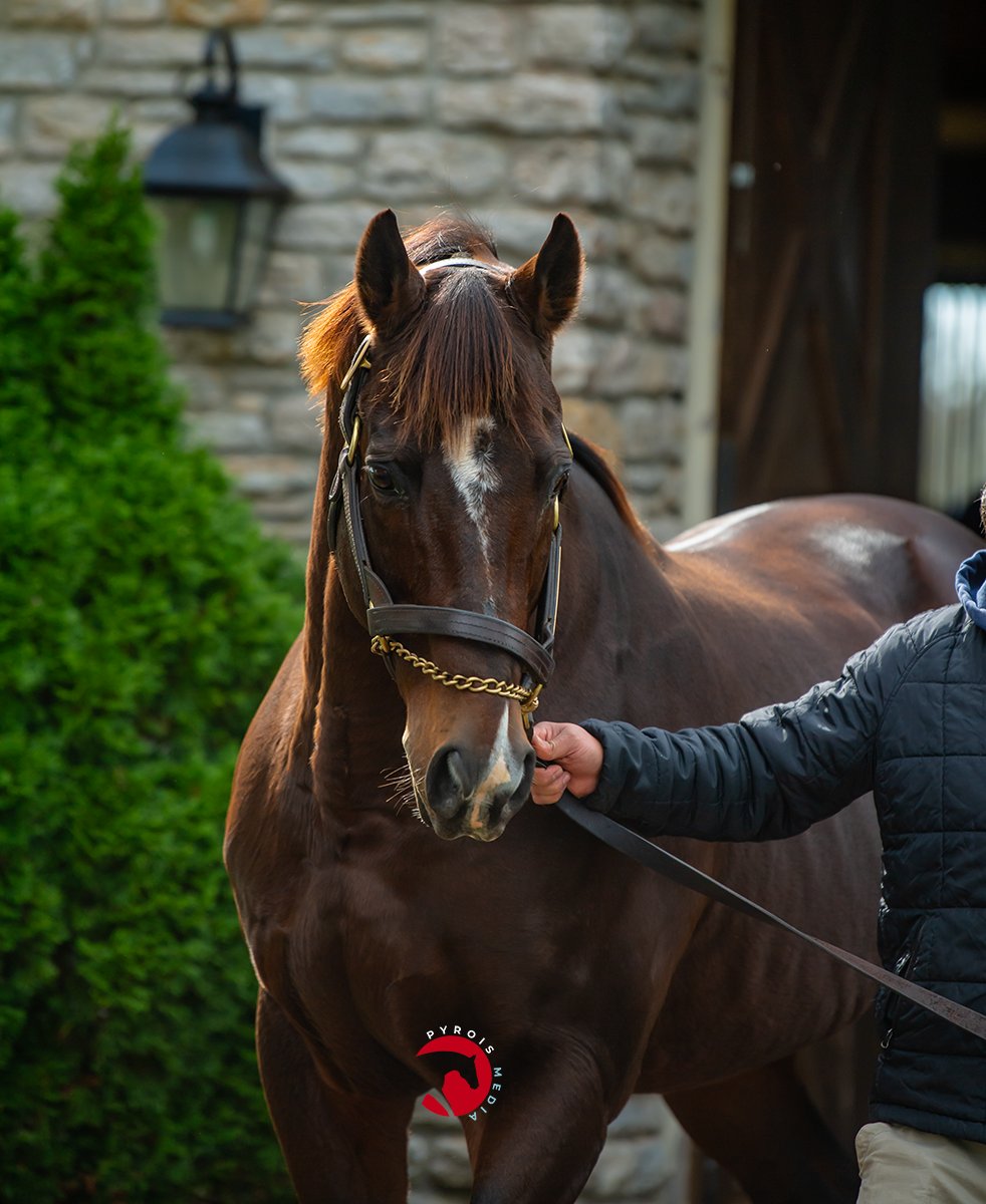 PyroisMedia's tweet image. One of the first stallions I helped market in my career back when I was an intern for @JenRoytz was Sky Mesa so they brought him out so I could say "hi". He's still as spunky as ever in full retirement (he was just pensioned) and looks a whole lot like his granddaddy.