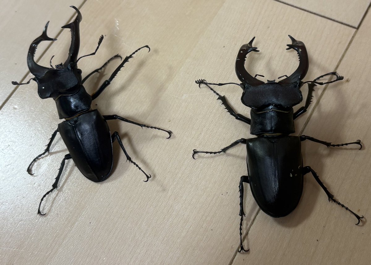 北のぎらふぁ@インセクトプロショップヒデ on X