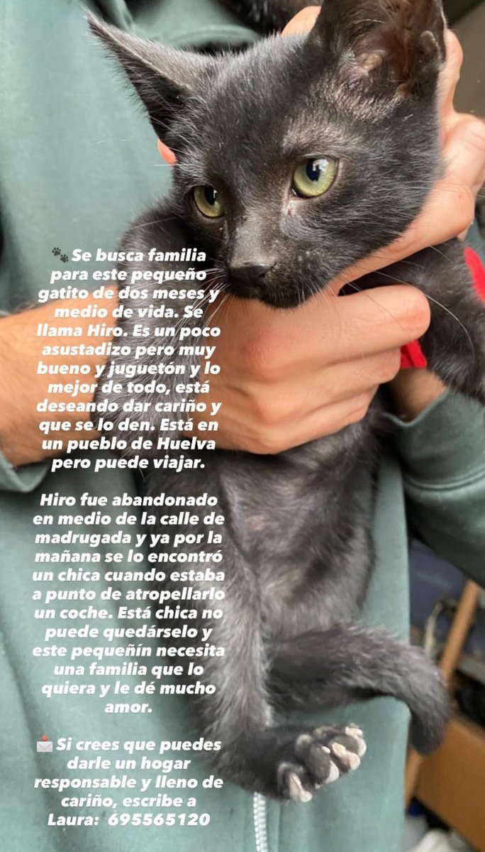 Paterna Animalista tweet media