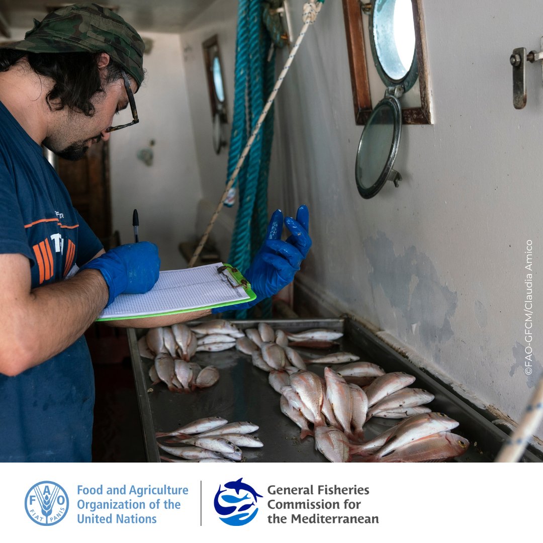 UN_FAO_GFCM's tweet photo. The GFCM regional governance framework provides tangible results. Scaling up is essential for securing long-term sustainability.
The #GFCMSession takes stock of latest activities (management-oriented research, stock assessments, surveys, etc) & charters future course of action. https://t.co/cKEsNrkYjq