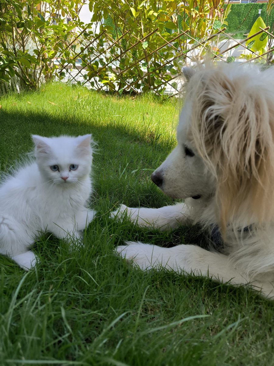 🍀🌿🍀 Have a great days my dear friends thanks for all 🙏☘️🌿🍀 
📸 Hera &amp; Pars By aşkgerçekse 📸 
☮️♥️☮️ #Peace #Love #PeaceAndLove #nowars #animals #Cat #catlovers #Dog #DogLovers #AnimalLovers #friends #peaceful #Happiness #amazing ☮️♥️☮️