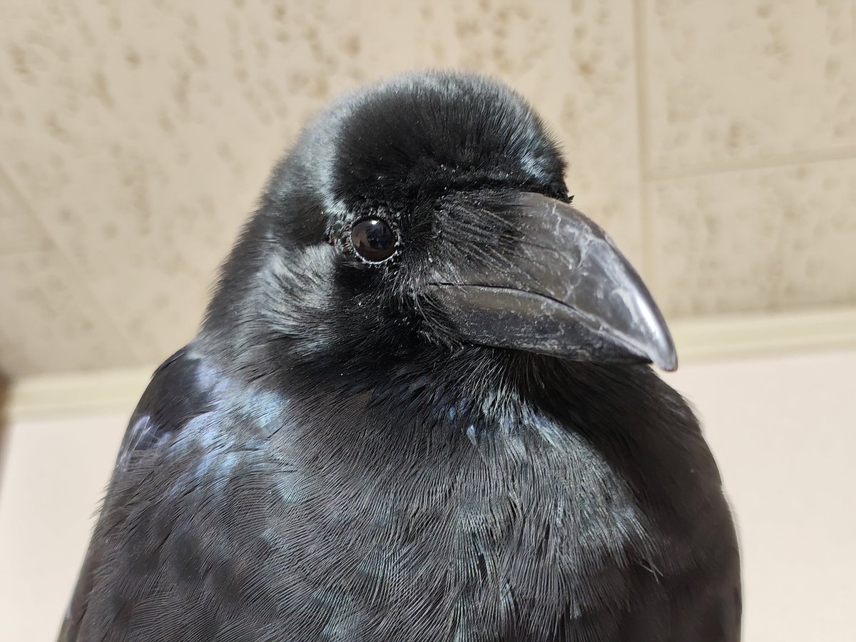 ちゅやちゅやの可愛いちゃんみんな見て
さすがに可愛すぎる