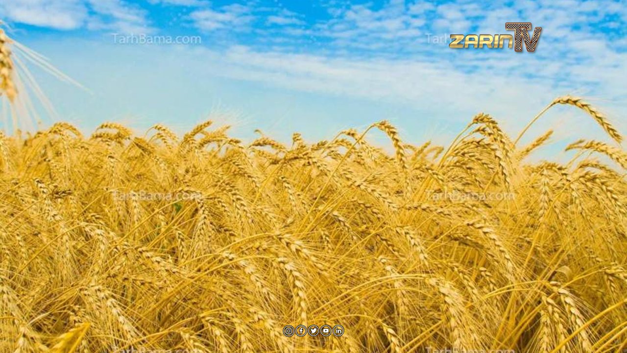 افغانستان ۴.۵۴ میلیون تن گندم تولید کرد