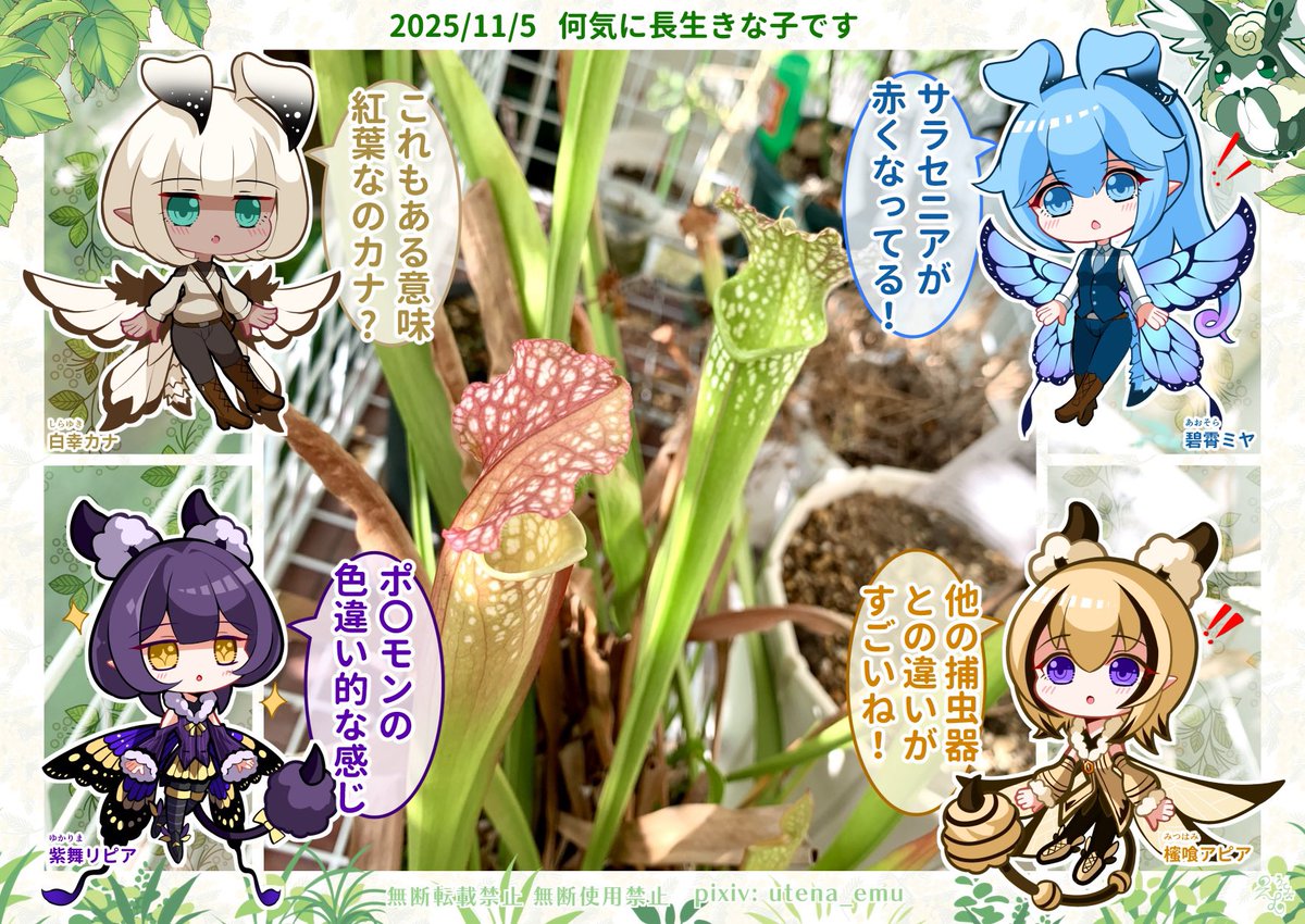 🦋.*アピリピ家庭菜園日記.*🐝2025/11/05

#家庭菜園 #日記 #イラスト #デフォルメ