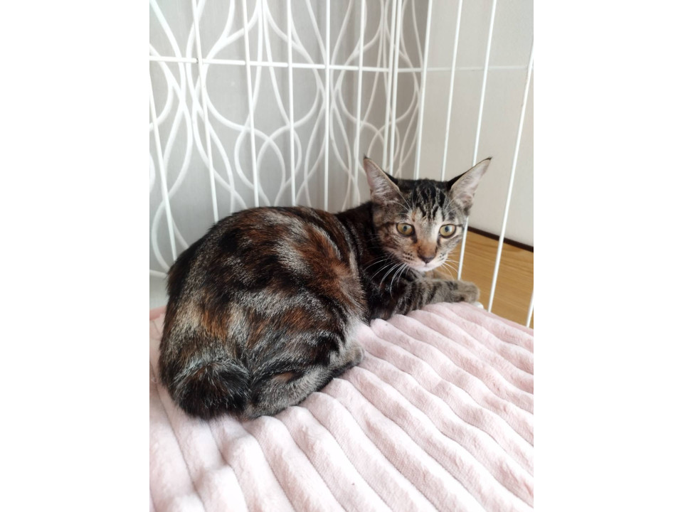 ビビリな女の子
静岡県 ♀ 生後6ヶ月 の"メルル"ちゃんです。
 #猫の里親募集 #静岡県
詳細：neko-jirushi.com/foster/231506/
写真：