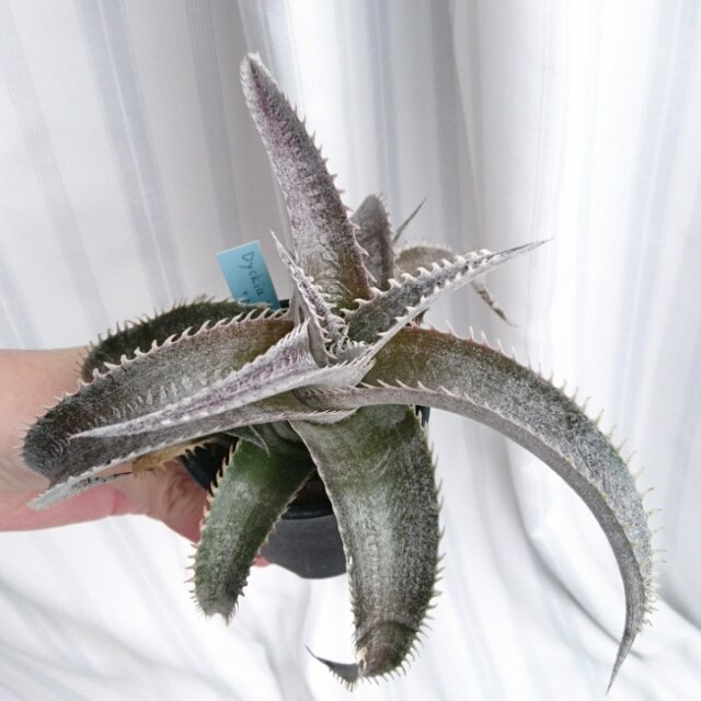 白磯△11/16青山awake⑦背鰭 (@shiroiso) / Posts / X