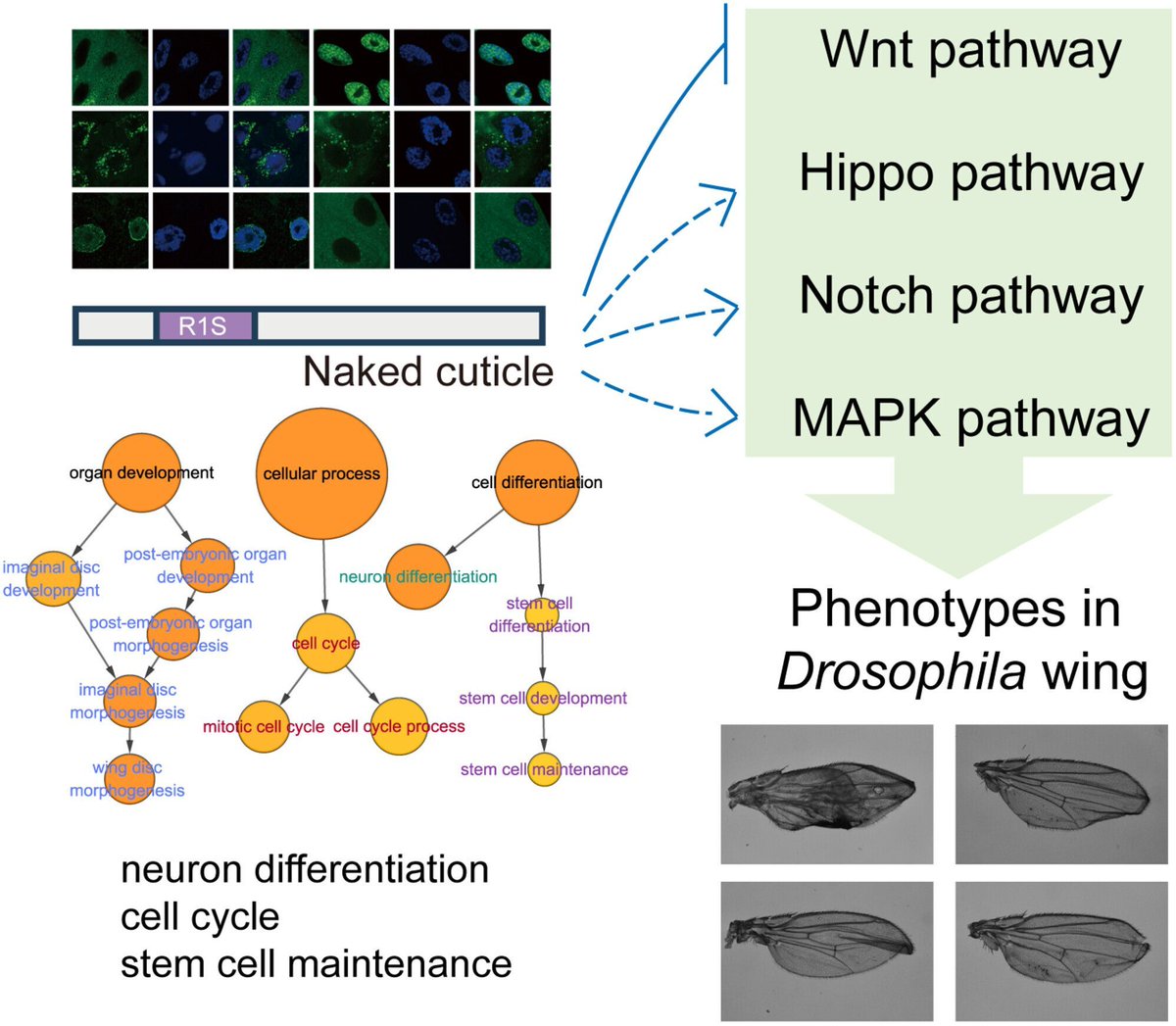 FEBSOpenBio's tweet image. Naked cuticle is essential for Drosophila wing development beyond Wingless signaling 

👉 buff.ly/lYT7Yem 

#Drosophila #Development #Wntsignaling
