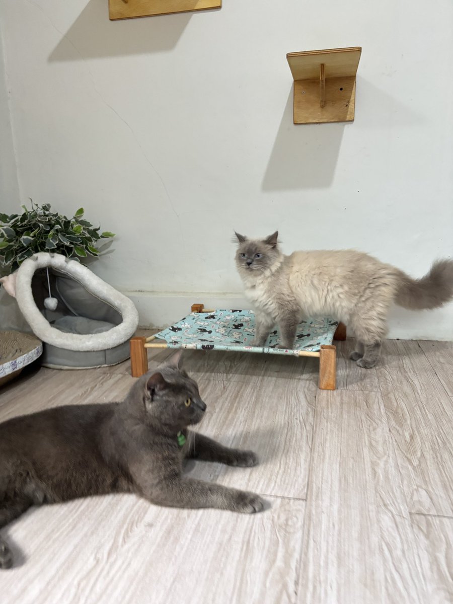 vinncats's tweet photo. Mmm kok chiko kurusan yh 🤔 https://t.co/gq1isWpqJK