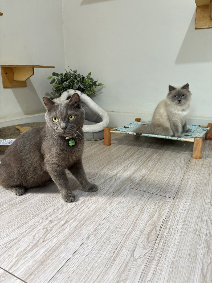 vinncats's tweet photo. Mmm kok chiko kurusan yh 🤔 https://t.co/gq1isWpqJK