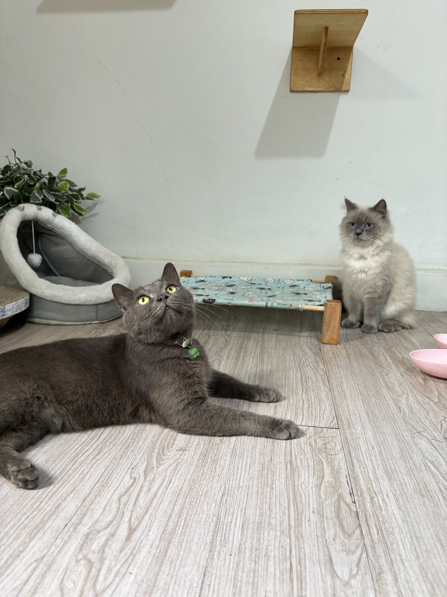 vinncats's tweet photo. Mmm kok chiko kurusan yh 🤔 https://t.co/gq1isWpqJK