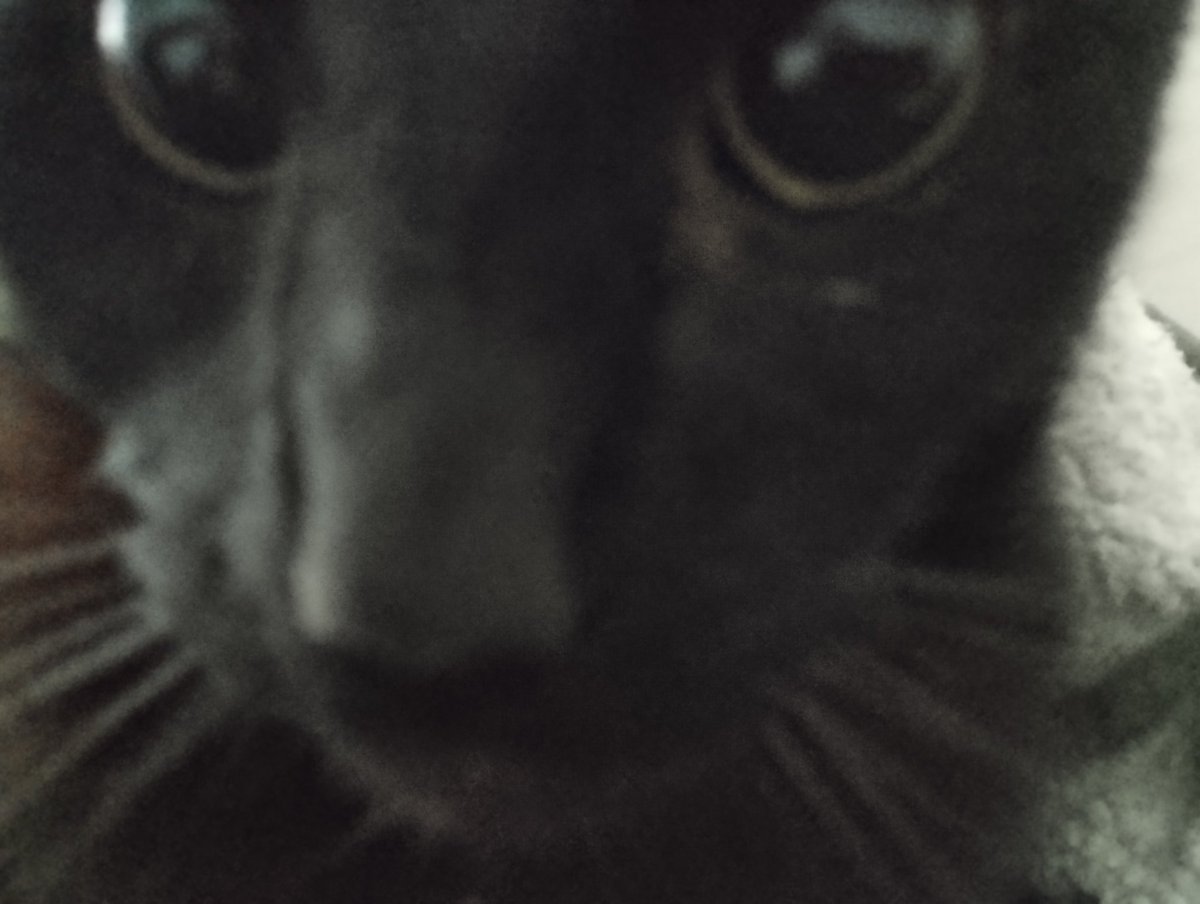 Not related to dinosaurs but this mf keeps drooling on my shirt help