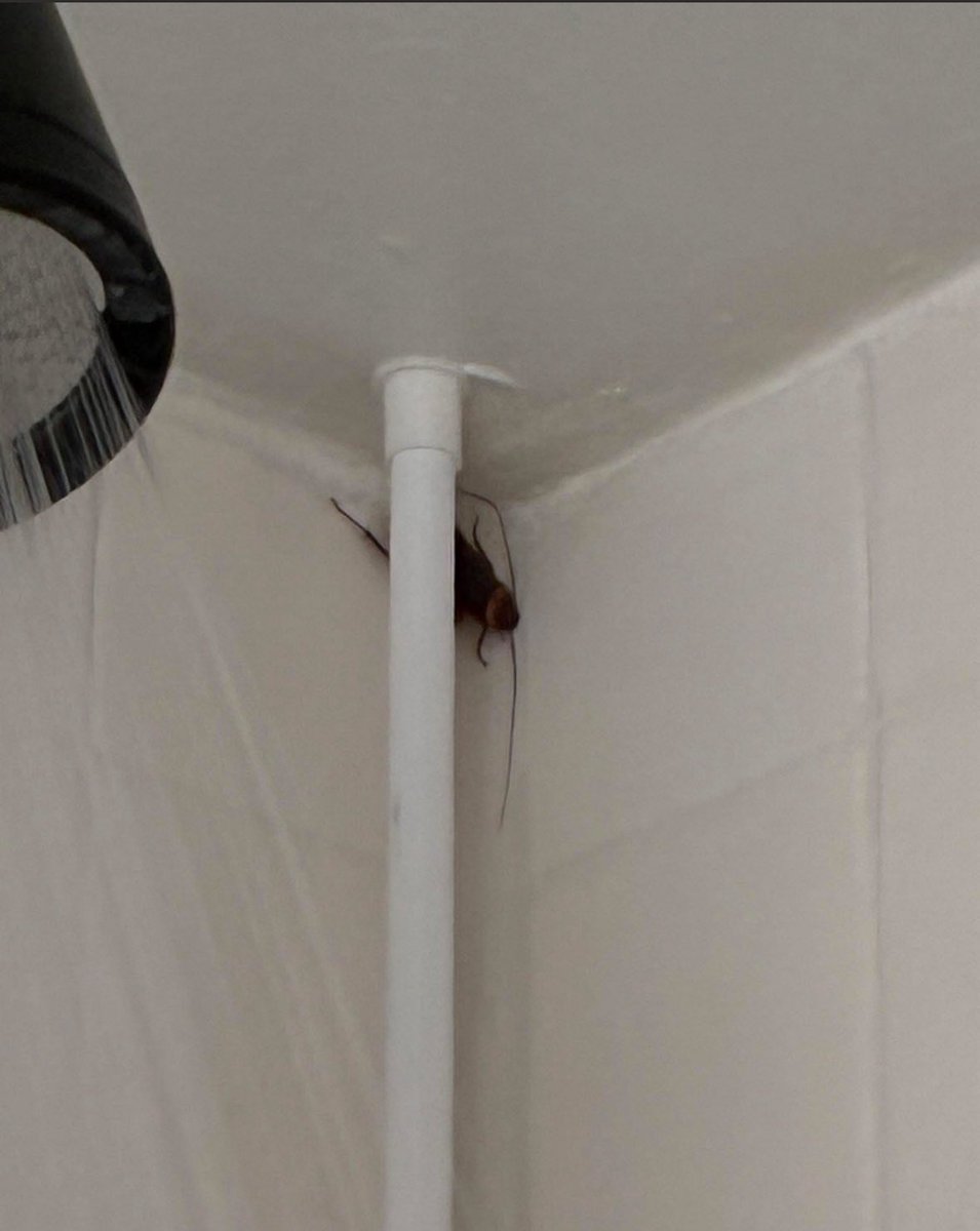 1Nicdar's tweet image. 🚨WARNING: 🪳🪳🪳

If you’re thinking about moving to Florida, this is how big the cockroaches are here, and one can appear out of nowhere at any given time.