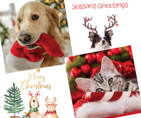 The Irish Blue Cross tweet media