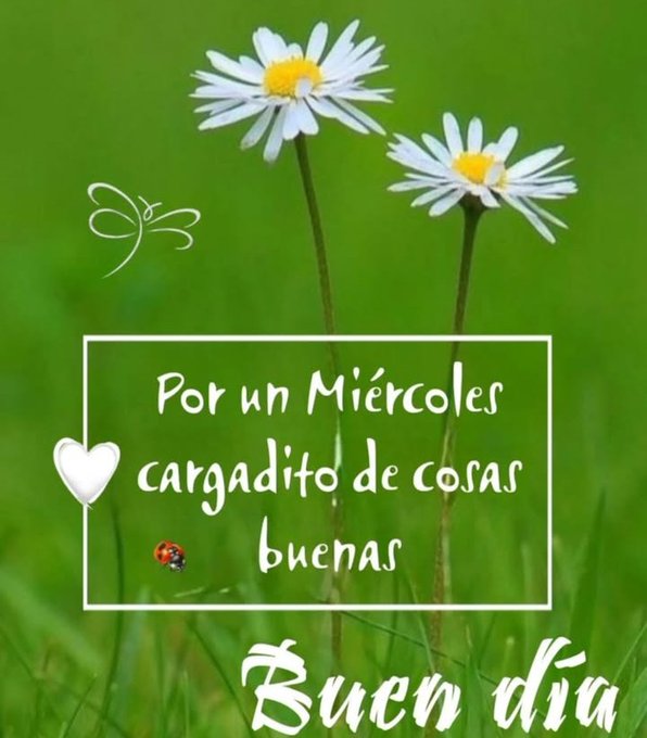 Two white daisy flowers with yellow centers stand on green grass stems slightly bent a small ladybug positioned near the base of one stem a flying insect icon above the flowers a white rectangular text box overlays the bottom with Spanish text Por un Miércoles cargadito de cosas buenas and Buen día in cursive below hearts and another ladybug icon