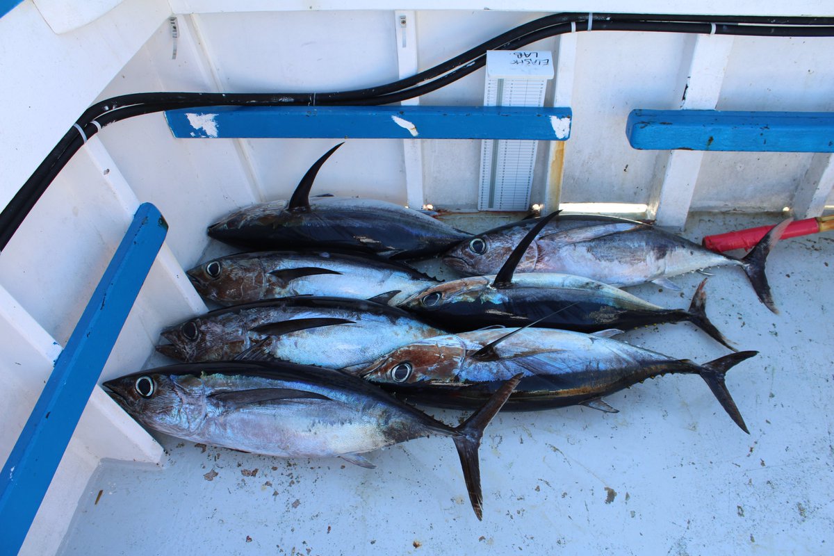 elife_project tweet media