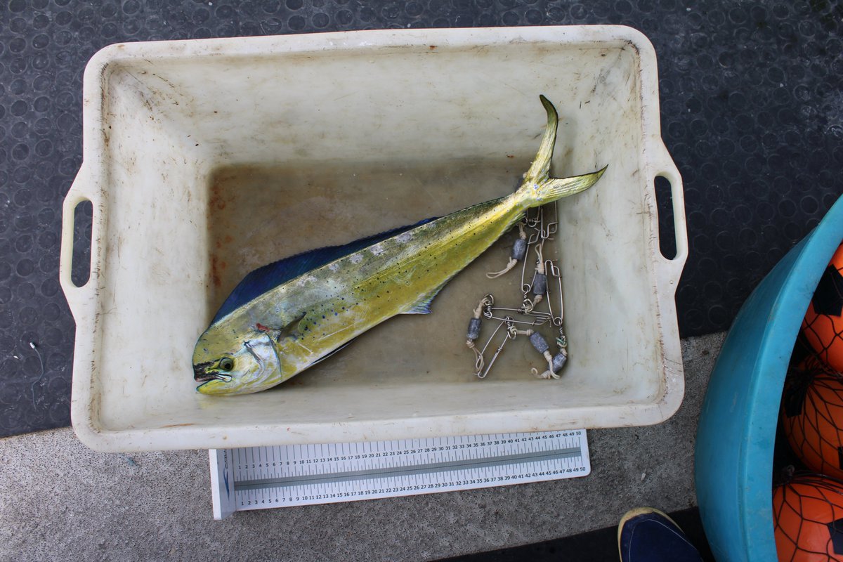 elife_project tweet media