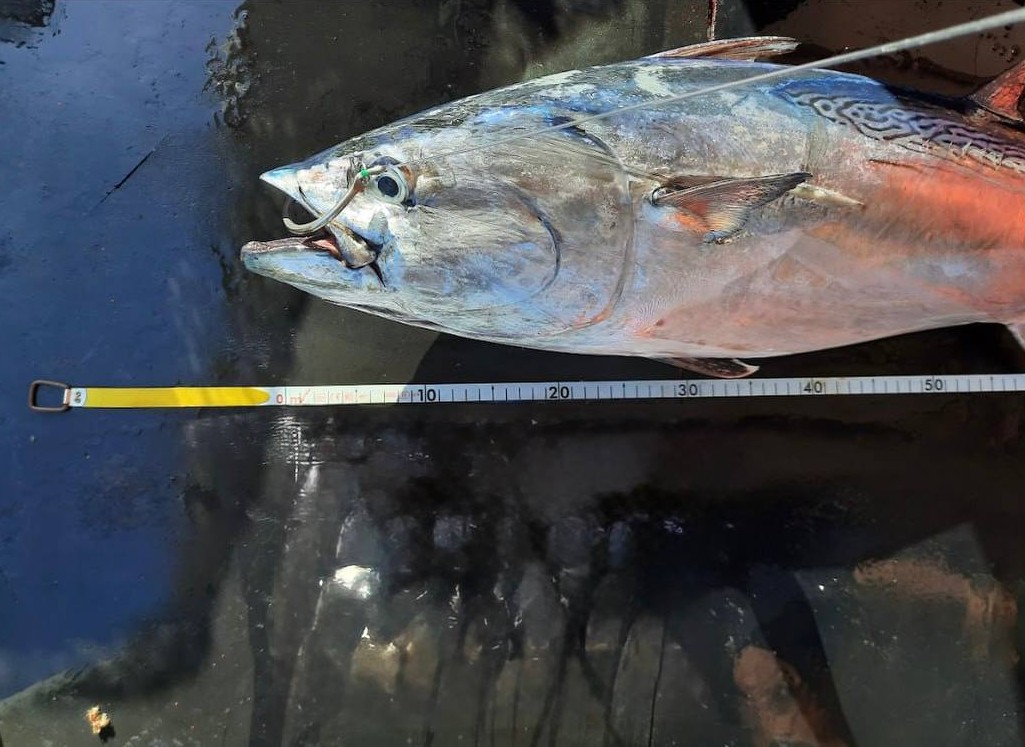 elife_project tweet media