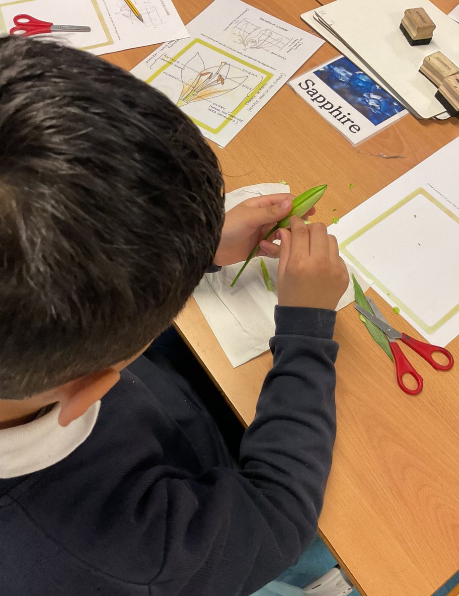 Mayflower Primary School tweet media