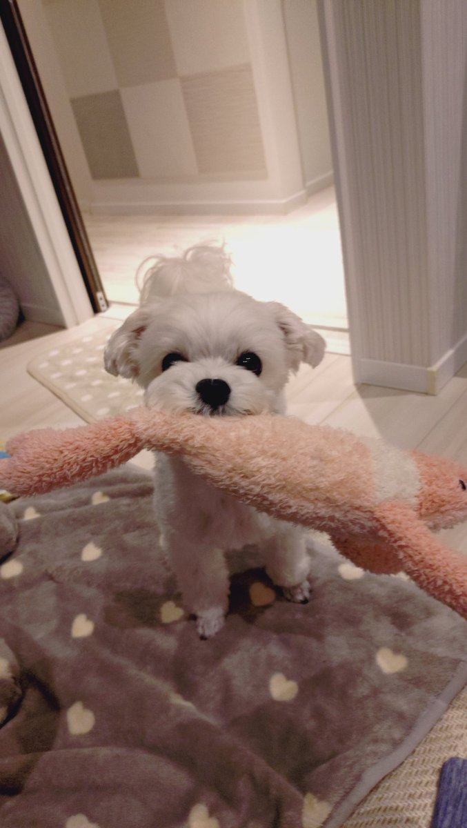 にこまる (@6yQgZFNMNk76215) / Posts / X