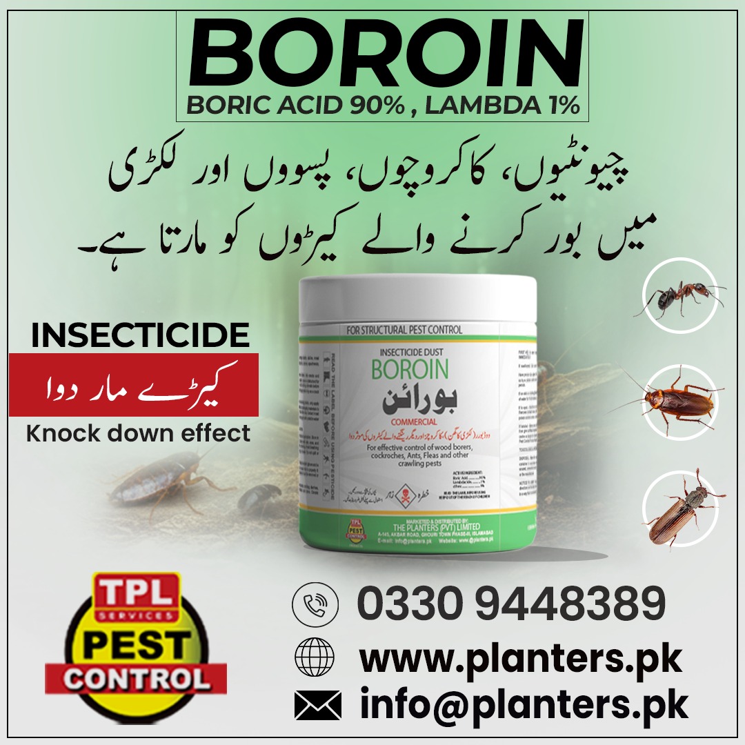 TPLPestControl's tweet image. چیونٹیوں، کاکروچوں، پسوؤں اور لکڑی میں بور کرنے والے کیڑوں کا مکمل خاتمہ۔
 Call: 0512303380
 website: planters.pk

visit our daraz store: daraz.pk/shop/gsyzdz7m

#Boroin #Insecticide #PestControl #کیڑےمار_دوا #PlantersPakistan #CockroachControl #AntKiller