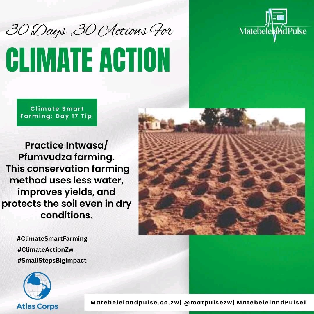 matpulsezw's tweet image. Day 17 Tip: Grow Smart with Intwasa/ Pfumvudza

Prepare small mulched planting basins to retain soil moisture &amp;amp; reduce erosion. This method uses less water, improves yields and protects the soil even in dry conditions. 

#ClimateSmartFarming #ClimateActionZw #SmallStepsBigImpact