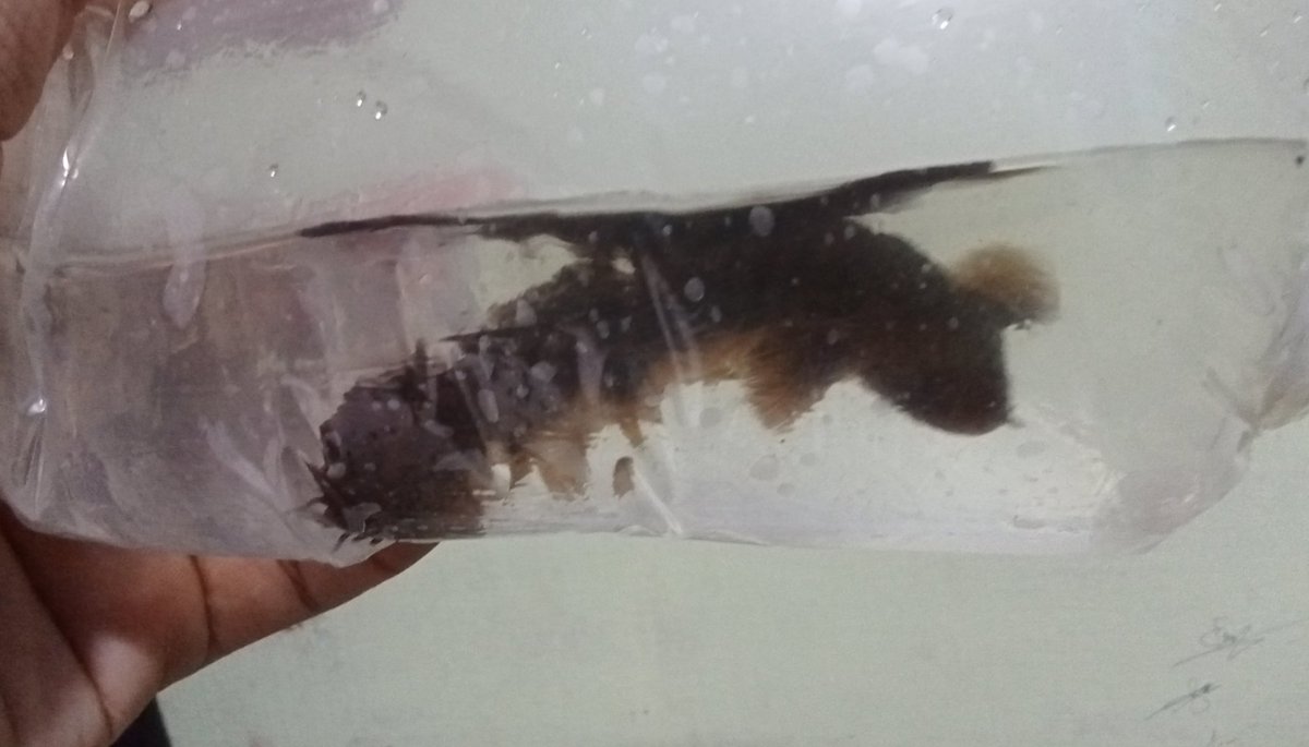 zi5928's tweet image. add small teugelsi 
#polypterus #古代魚