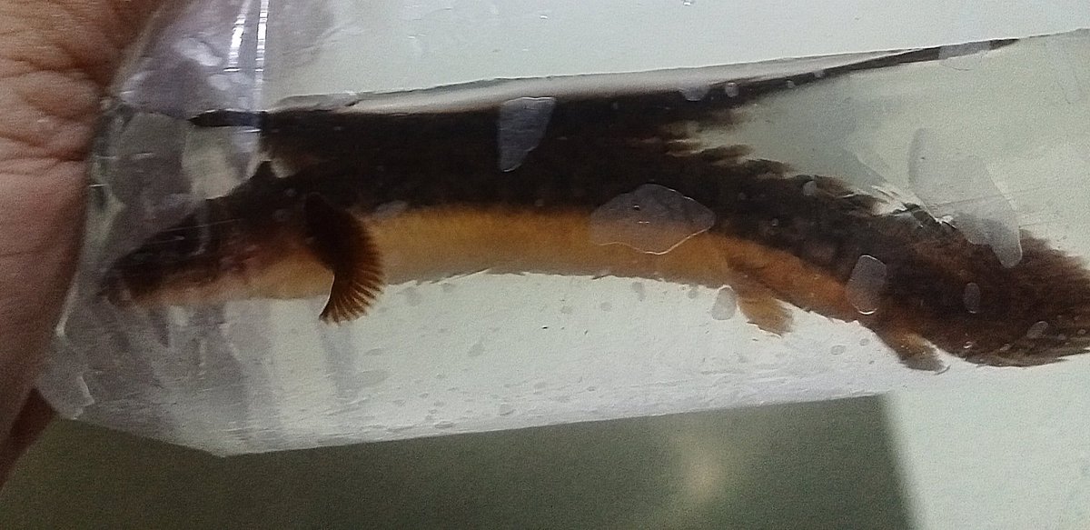 zi5928's tweet image. add small teugelsi 
#polypterus #古代魚