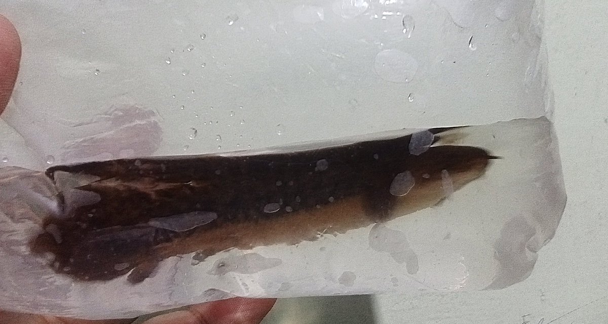 zi5928's tweet image. add small teugelsi 
#polypterus #古代魚